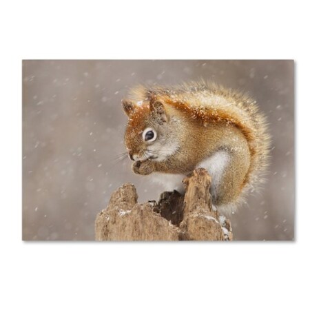 Trademark Fine Art Mircea Costina 'Snow Storm' Canvas Art, 16x24 1X00245-C1624GG